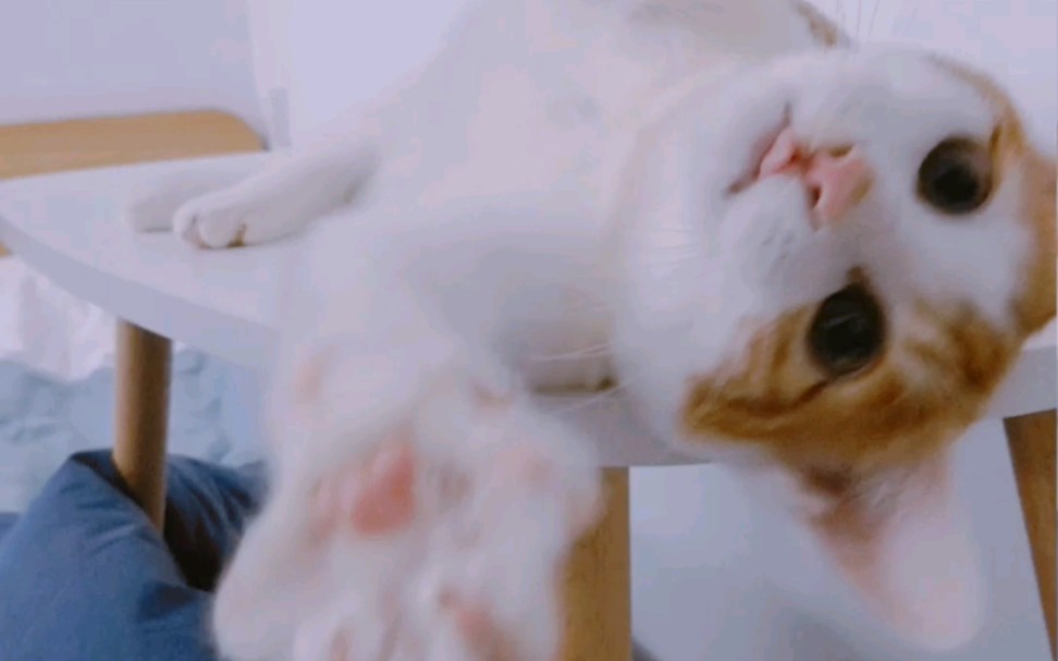 歪歪歪,這里有貓向你發出了賣萌邀請~#七夕日常